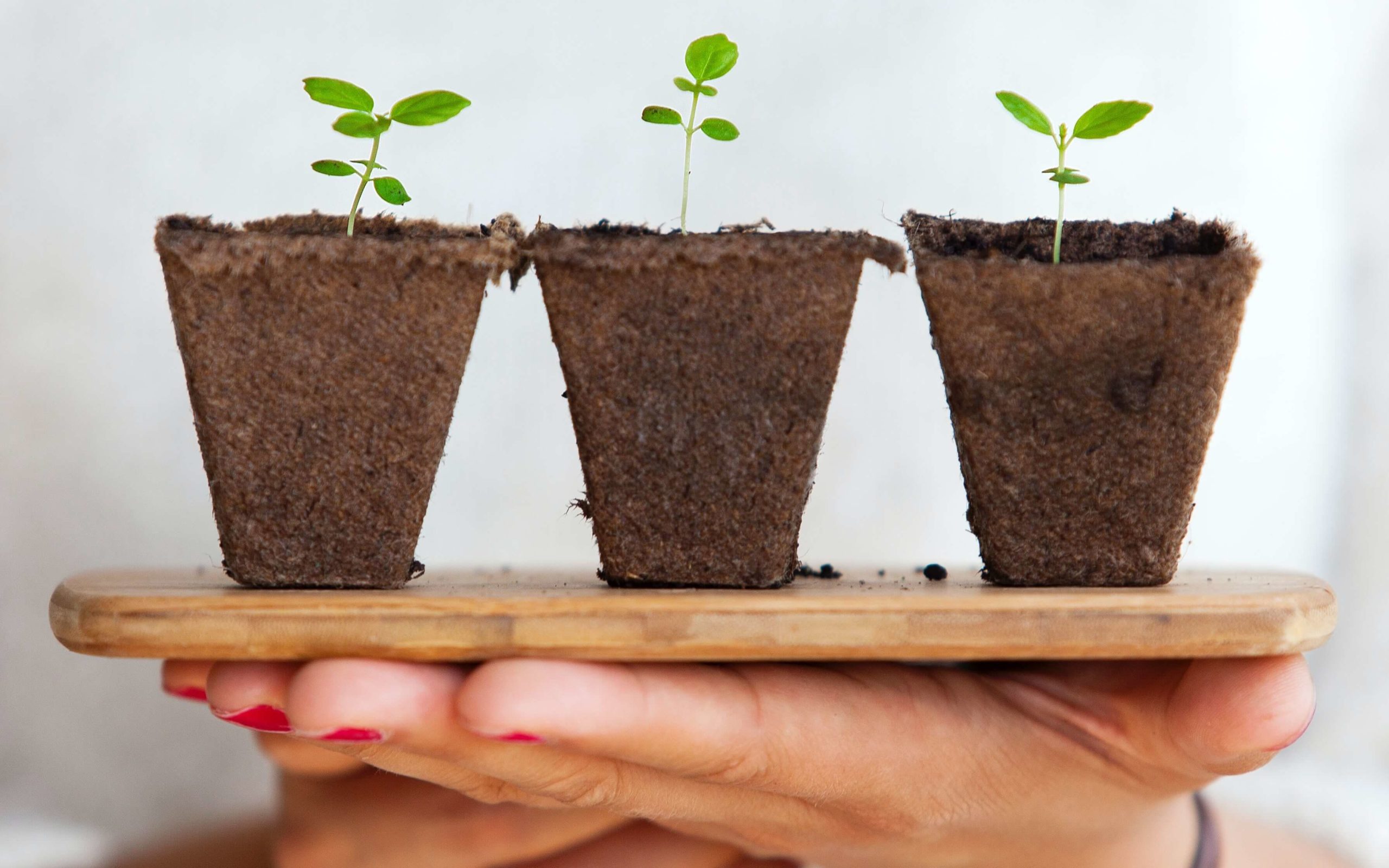 three seedlings on a tray in the hands of a woman, representing adding value to your community